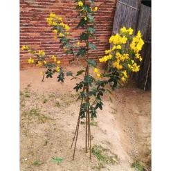 10 Pack Bamboo Canes - 2.4m/8ft -Garantia Sales Store 12885359 1534952638029072