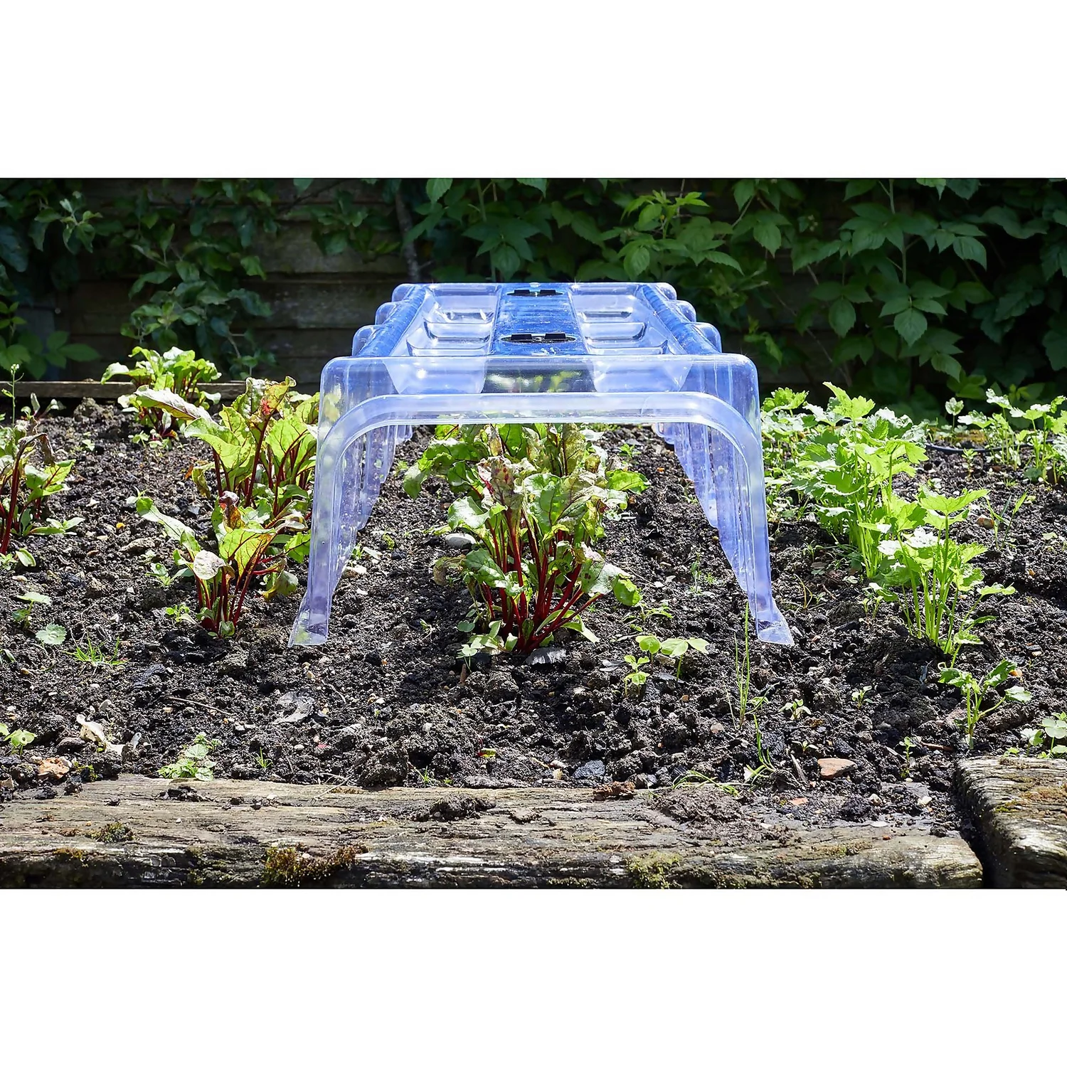 Smart Garden Large Garden Cloche 2 Smart Garden Large Garden Cloche - Image 2