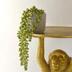 House Beautiful String Of Pearls In Ceramic Pot -Garantia Sales Store 12890040 3924857412833165