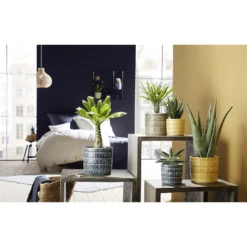 Scheurich Elna Yellow Ceramic Pot - 16cm -Garantia Sales Store 12912158 7074845868108569