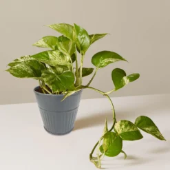 Ribbed Planter (3 Colour Mix) - 10cm 19 Ribbed Planter (3 Colour Mix) - 10cm -Garantia Sales Store 13193952 4854933496129094