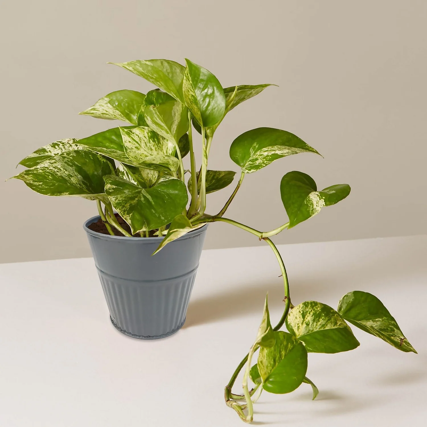 Ribbed Planter (3 Colour Mix) - 10cm 10 Ribbed Planter (3 Colour Mix) - 10cm - Image 10