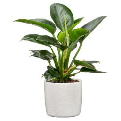 Perla White Plant Pot - 24cm -Garantia Sales Store 13432920 1024914558076986