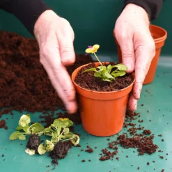 Coco & Coir Coco Boost All Purpose Compost With Added Nutrients - 15L -Garantia Sales Store 13487131 4394919981240271