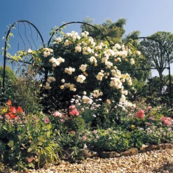 Agriframes Round Garden Screen - W 1.2m X H 2.9m - Black -Garantia Sales Store 13526229 8094935041228670