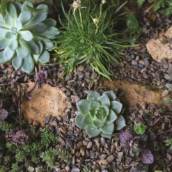 Stylish Stone Horticultural Alpine Grit Midi Bag -Garantia Sales Store 13996143 6585013107271291