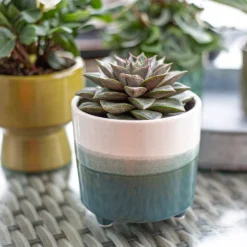Two Tone Ombre Indoor Plant Pot - 12cm 15 Two Tone Ombre Indoor Plant Pot - 12cm -Garantia Sales Store 14197407 1005024191386699