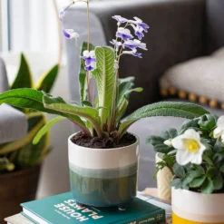 Two Tone Ombre Indoor Plant Pot - 12cm 14 Two Tone Ombre Indoor Plant Pot - 12cm -Garantia Sales Store 14197407 2875024191340553